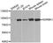 G Protein-Coupled Receptor Kinase 2 antibody, LS-C331619, Lifespan Biosciences, Western Blot image 