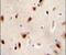 IQ Motif Containing J antibody, PA5-24393, Invitrogen Antibodies, Immunohistochemistry paraffin image 