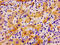 Phospholipase D2 antibody, LS-C671654, Lifespan Biosciences, Immunohistochemistry paraffin image 
