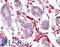CXXC Finger Protein 4 antibody, LS-B8304, Lifespan Biosciences, Immunohistochemistry paraffin image 