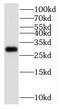 Potassium Voltage-Gated Channel Interacting Protein 3 antibody, FNab04488, FineTest, Western Blot image 