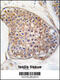TEK Receptor Tyrosine Kinase antibody, 63-140, ProSci, Immunofluorescence image 