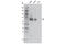 Spleen Associated Tyrosine Kinase antibody, 2712T, Cell Signaling Technology, Western Blot image 