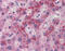 Fibroblast Growth Factor 21 antibody, ARP55368_P050, Aviva Systems Biology, Immunohistochemistry frozen image 