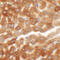 Hepatoma-derived growth factor-related protein 2 antibody, 6411, ProSci Inc, Immunohistochemistry paraffin image 