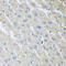 Mixed Lineage Kinase Domain Like Pseudokinase antibody, 14-994, ProSci, Immunohistochemistry frozen image 