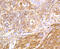 Filamin A antibody, 13-840, ProSci, Immunohistochemistry paraffin image 