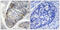 Histone H1.5 antibody, OAAF07576, Aviva Systems Biology, Immunohistochemistry frozen image 