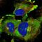 AKT Interacting Protein antibody, NBP2-14279, Novus Biologicals, Immunofluorescence image 