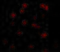 CASP8 And FADD Like Apoptosis Regulator antibody, GTX28421, GeneTex, Immunofluorescence image 