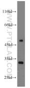Chloride Intracellular Channel 3 antibody, 15971-1-AP, Proteintech Group, Western Blot image 