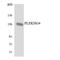 Puratrophin-1 antibody, LS-C200498, Lifespan Biosciences, Western Blot image 