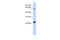 H1 Histone Family Member 0 antibody, 26-921, ProSci, Western Blot image 