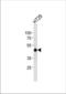 CAMP Responsive Element Binding Protein 1 antibody, TA324428, Origene, Western Blot image 