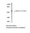 Mitogen-Activated Protein Kinase 8 antibody, LS-C178037, Lifespan Biosciences, Western Blot image 