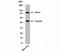 Tubulin Beta 1 Class VI antibody, orb248111, Biorbyt, Western Blot image 