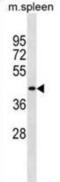 Solute Carrier Family 10 Member 2 antibody, abx030439, Abbexa, Western Blot image 