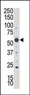 Serum/Glucocorticoid Regulated Kinase Family Member 3 antibody, MBS9209957, MyBioSource, Western Blot image 