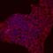 Regenerating Family Member 3 Alpha antibody, MAB5965, R&D Systems, Immunofluorescence image 