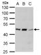 Adrenoceptor Alpha 1A antibody, TA308493, Origene, Western Blot image 