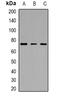 MYB Proto-Oncogene, Transcription Factor antibody, orb382511, Biorbyt, Western Blot image 