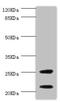 Cysteine And Glycine Rich Protein 3 antibody, LS-C675604, Lifespan Biosciences, Western Blot image 