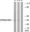 Olfactory Receptor Family 8 Subfamily B Member 2 antibody, A17683, Boster Biological Technology, Western Blot image 