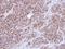 Alpha-actinin-1 antibody, NBP1-32578, Novus Biologicals, Immunohistochemistry frozen image 