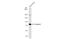 Frizzled Class Receptor 8 antibody, GTX104679, GeneTex, Western Blot image 