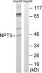 Solute Carrier Family 17 Member 2 antibody, abx014910, Abbexa, Western Blot image 