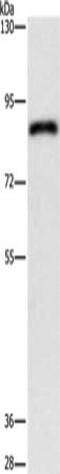 Acylaminoacyl-Peptide Hydrolase antibody, CSB-PA194613, Cusabio, Western Blot image 