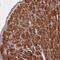 Glutamic-Oxaloacetic Transaminase 1 antibody, PA5-66689, Invitrogen Antibodies, Immunohistochemistry frozen image 