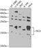 Iron-Sulfur Cluster Assembly Enzyme antibody, GTX66491, GeneTex, Western Blot image 