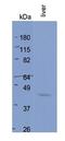 Betaine--Homocysteine S-Methyltransferase 2 antibody, orb330567, Biorbyt, Western Blot image 