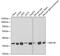 Aldose reductase antibody, GTX30040, GeneTex, Western Blot image 