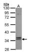 G Protein-Coupled Bile Acid Receptor 1 antibody, PA5-27076, Invitrogen Antibodies, Western Blot image 