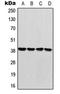 Growth Differentiation Factor 1 antibody, LS-C352239, Lifespan Biosciences, Western Blot image 