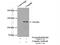 Cingulin antibody, 21369-1-AP, Proteintech Group, Immunoprecipitation image 