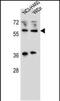 Wilms tumor protein 1-interacting protein antibody, PA5-48292, Invitrogen Antibodies, Western Blot image 