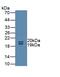 Uromodulin antibody, MBS2003610, MyBioSource, Western Blot image 