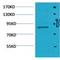 Signal Transducer And Activator Of Transcription 5A antibody, LS-C387853, Lifespan Biosciences, Western Blot image 