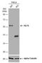 Kruppel Like Factor 5 antibody, NBP1-32245, Novus Biologicals, Western Blot image 