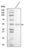 Delta Like Non-Canonical Notch Ligand 1 antibody, A00513-5, Boster Biological Technology, Western Blot image 