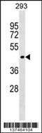 Serine Incorporator 1 antibody, 59-217, ProSci, Western Blot image 