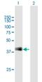 Surfactant Protein B antibody, H00006439-B01P, Novus Biologicals, Western Blot image 