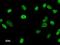 DEAD-Box Helicase 17 antibody, LS-C342705, Lifespan Biosciences, Immunofluorescence image 