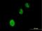 Bromodomain And PHD Finger Containing 3 antibody, H00027154-B01P, Novus Biologicals, Immunocytochemistry image 