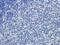 CD24 Molecule antibody, orb319443, Biorbyt, Immunohistochemistry paraffin image 
