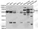 CD36 Molecule antibody, A5792, ABclonal Technology, Western Blot image 