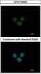 RCC1 And BTB Domain Containing Protein 1 antibody, GTX116302, GeneTex, Immunocytochemistry image 